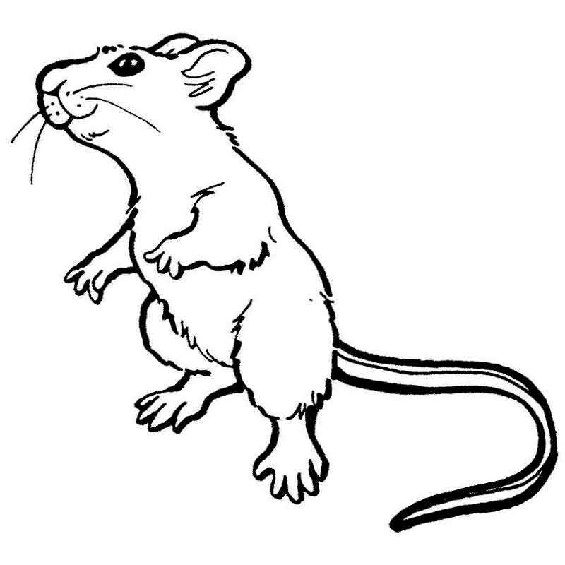 мышь на задних лапах