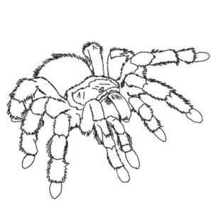 мохнатый паук