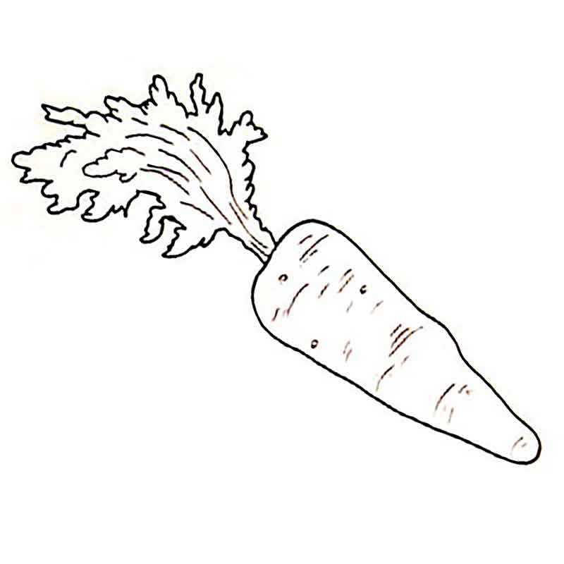 морковка для салата