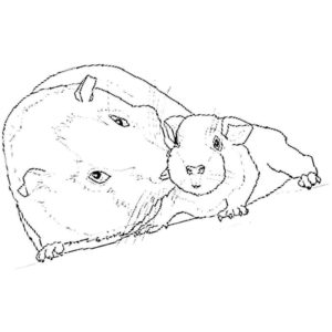 морская свинка и ее малыш