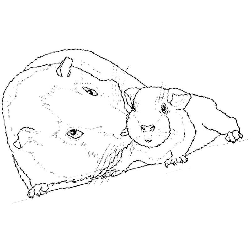 морская свинка и ее малыш