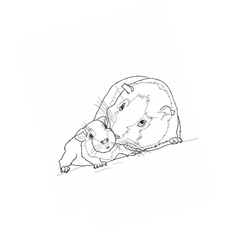 морская свинка с малышом