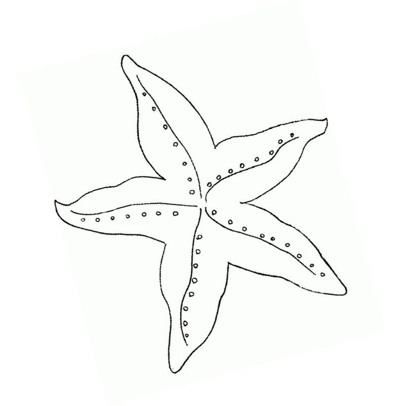 морская звезда морской обитатель