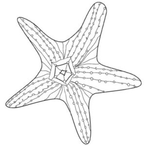 морская звезда морской житель