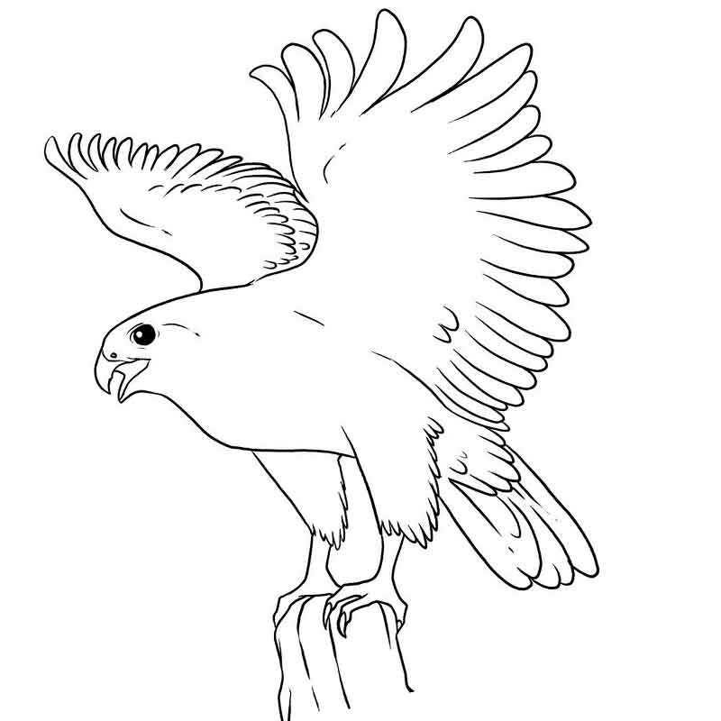 Раскраска Мандала Полет орла