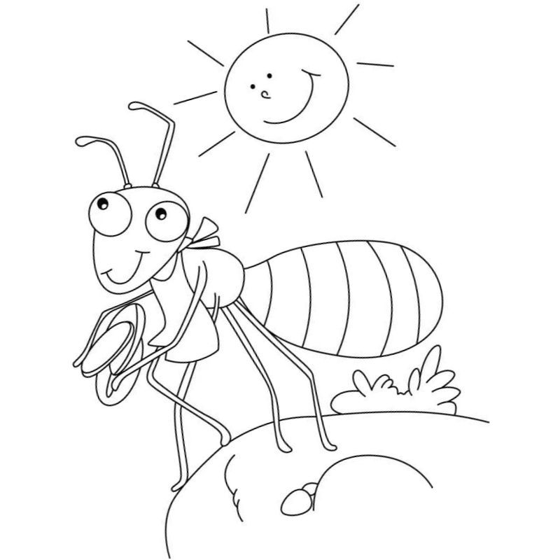 муравей под солнышком