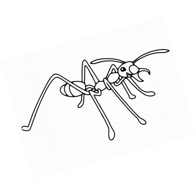 муравей с большими лапками