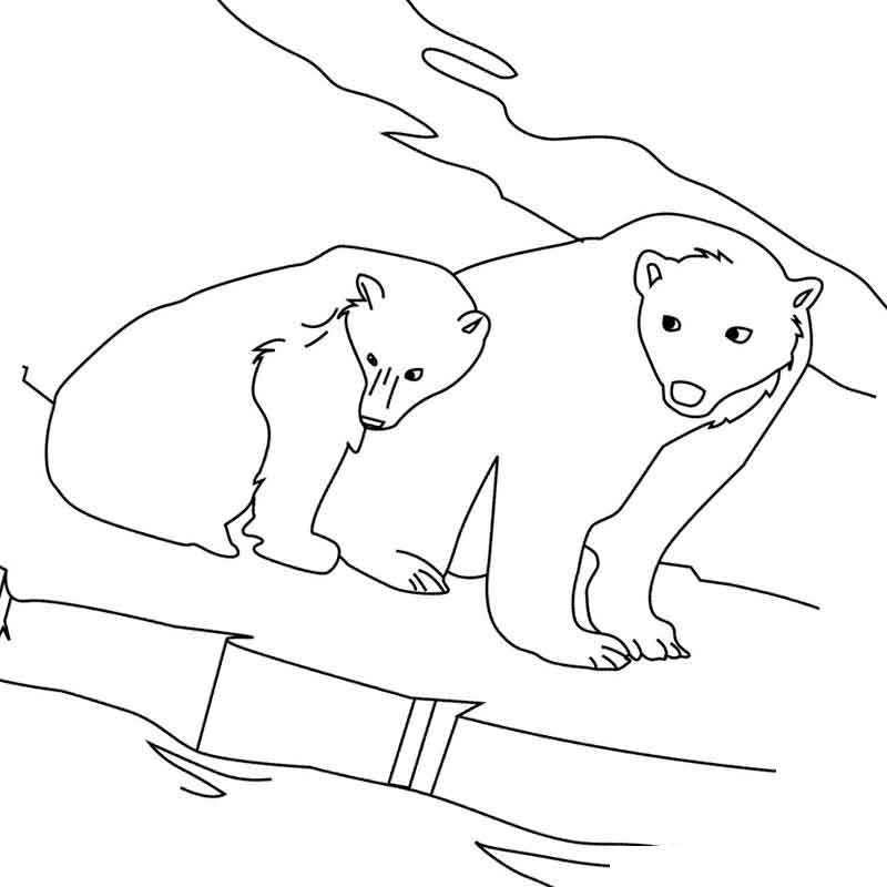 наблюдательные белые медведи