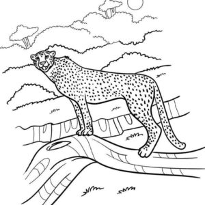 наблюдательный гепард