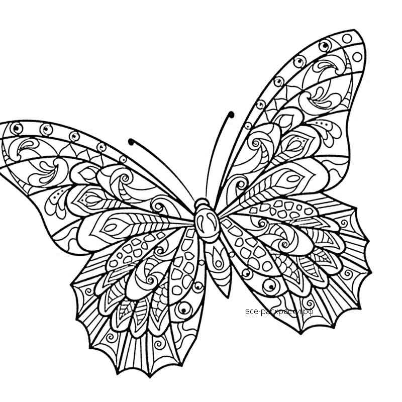 Настоящая бабочка