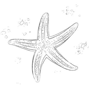 необычная морская звезда