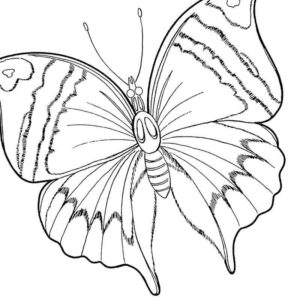 Необыкновенная бабочка