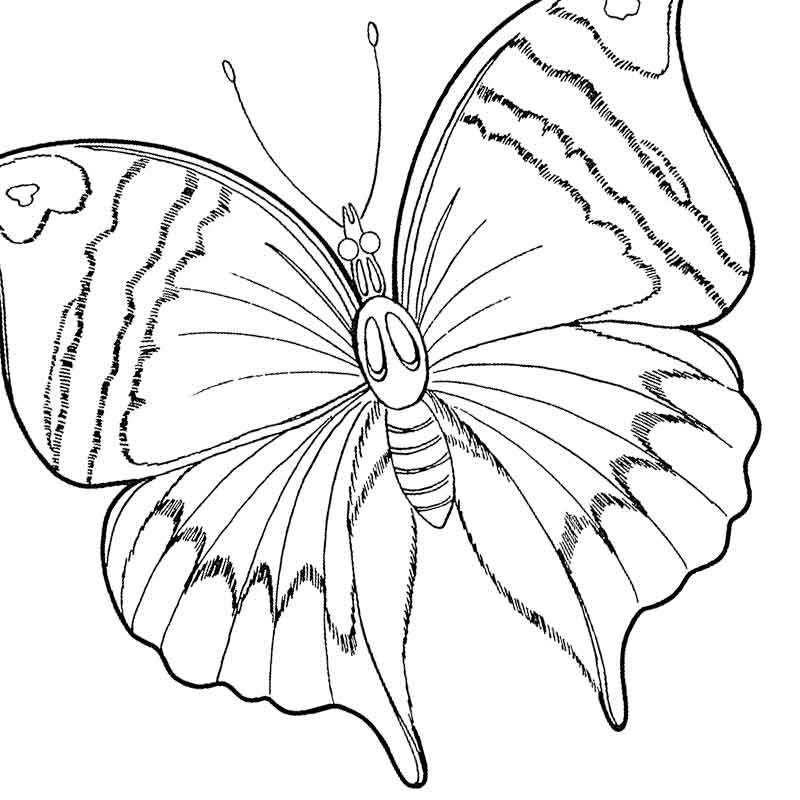 Необыкновенная бабочка