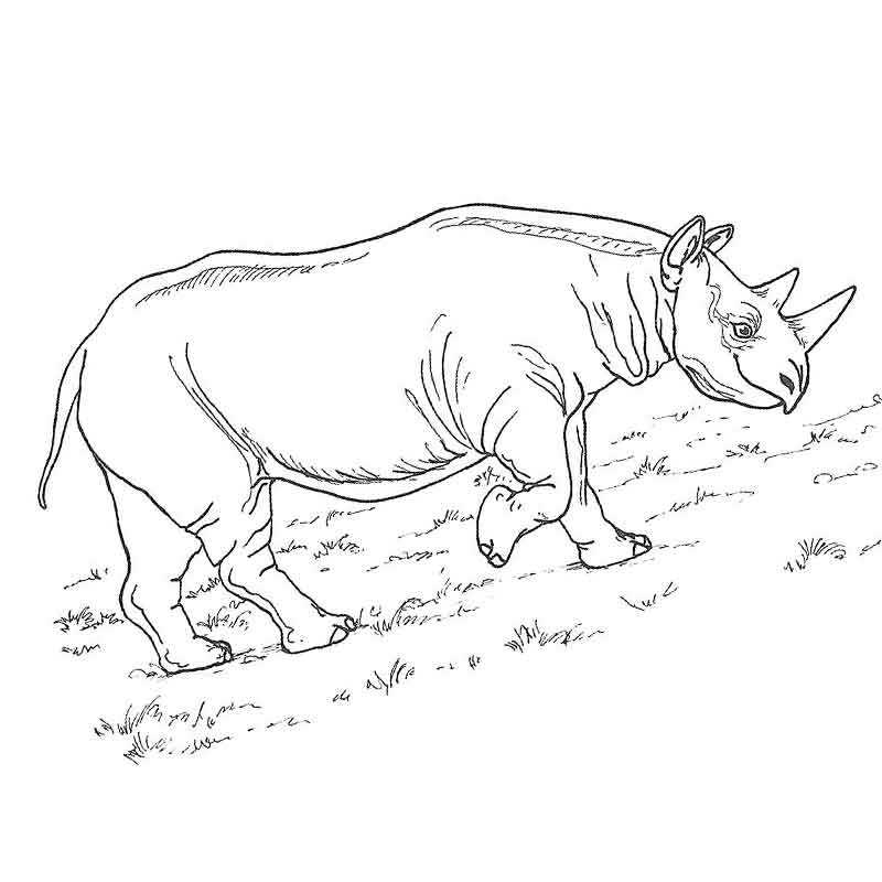 носорог идущий по своим делам