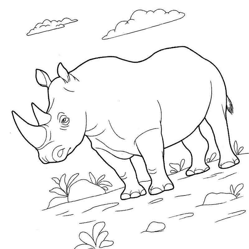 носорог на прогулке