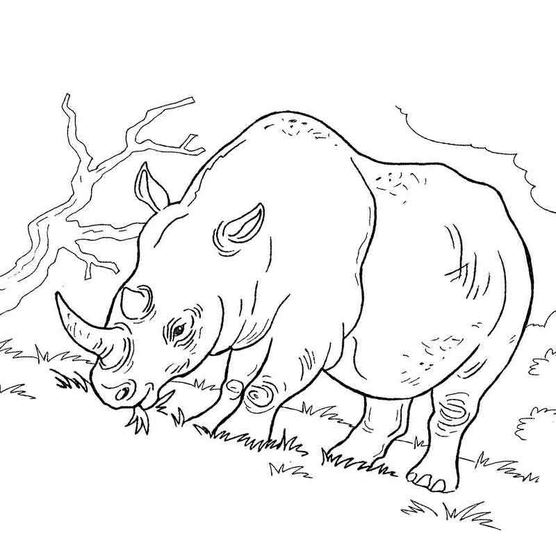 носорог обедает