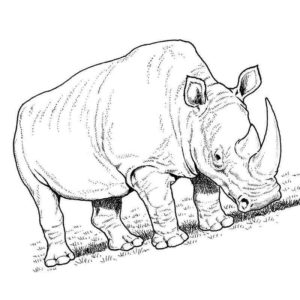 носорог пасется