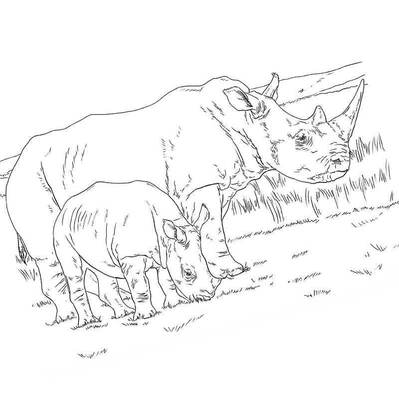 носорог с детенышем