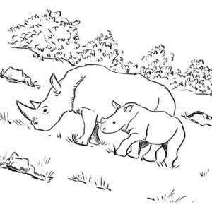 носороги на природе