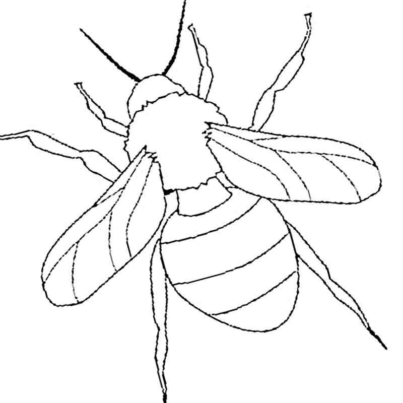 Обычная пчела