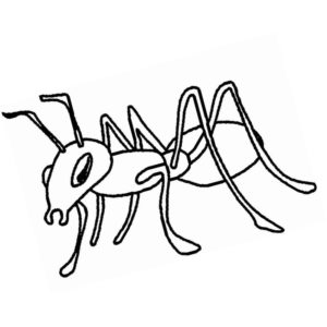 обычный муравей