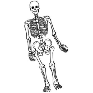обычный скелет