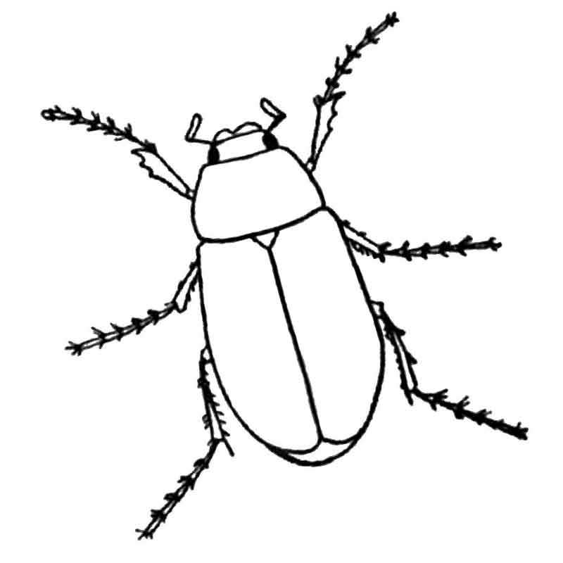 обычный жук