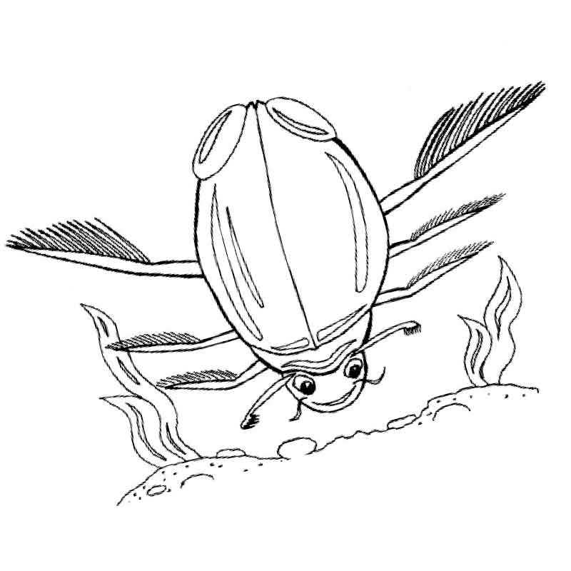 обычный жук плавунец