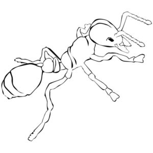 обыкновенный муравей