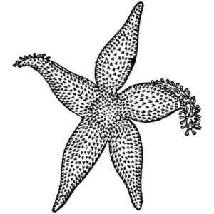 оболденная морская звезда