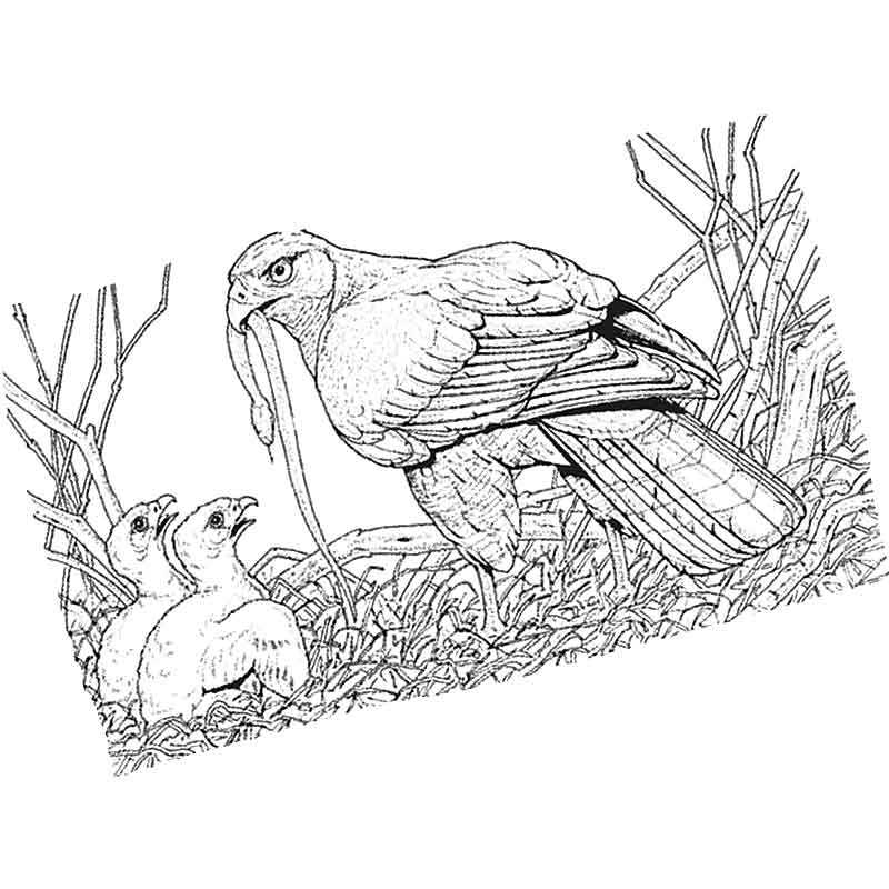 орел кормит птенцов в гнезде