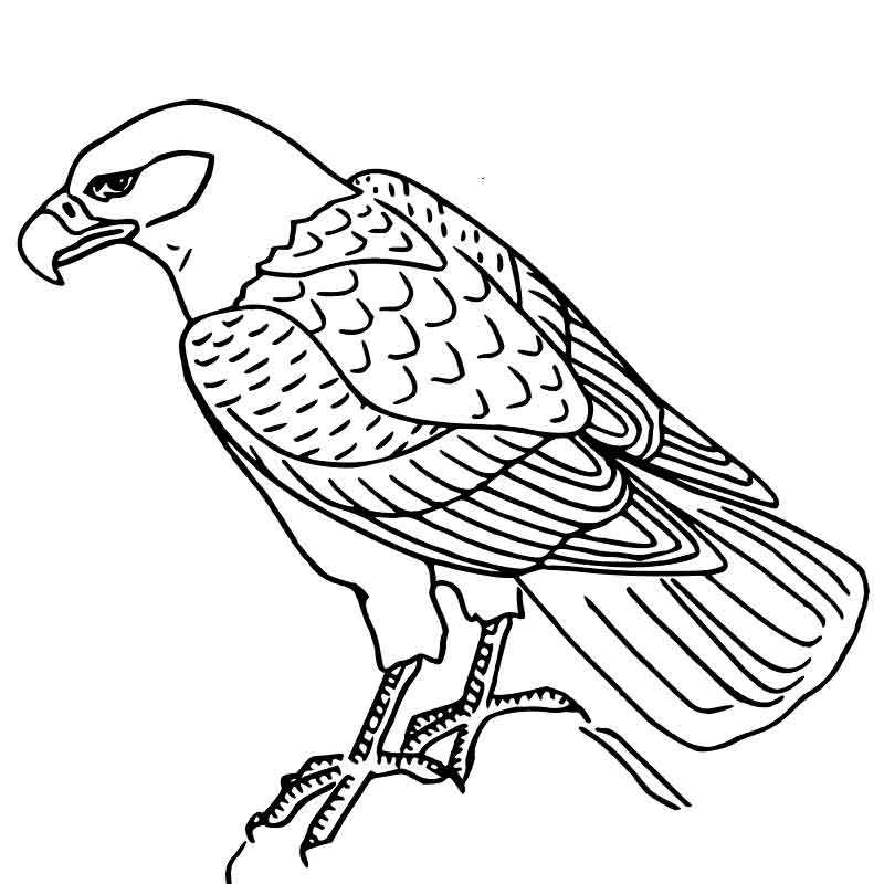 Раскраска степной орел — Все для детского сада