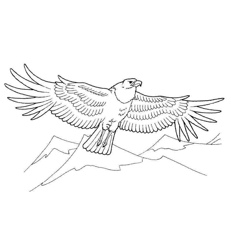 Раскраска Грозный орел