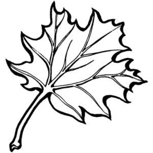 осенний кленовый лист
