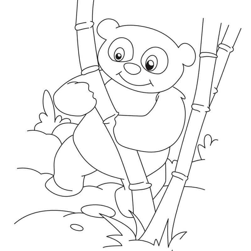 панда и ее любимый бамбуг