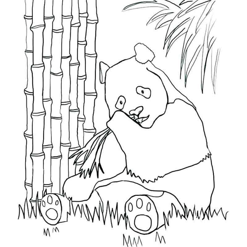 панда кушает сидя бамбук