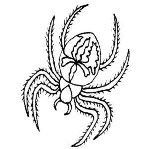 паук с рисунком на спине