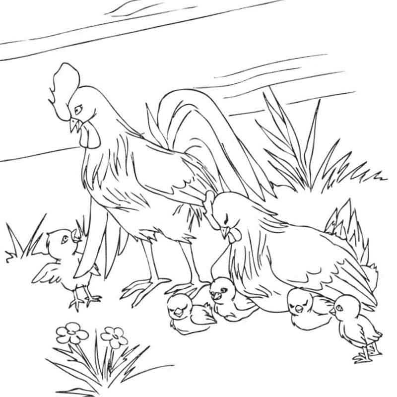 петух с курицей гуляют с цыплятами