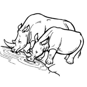 пьющие носороги