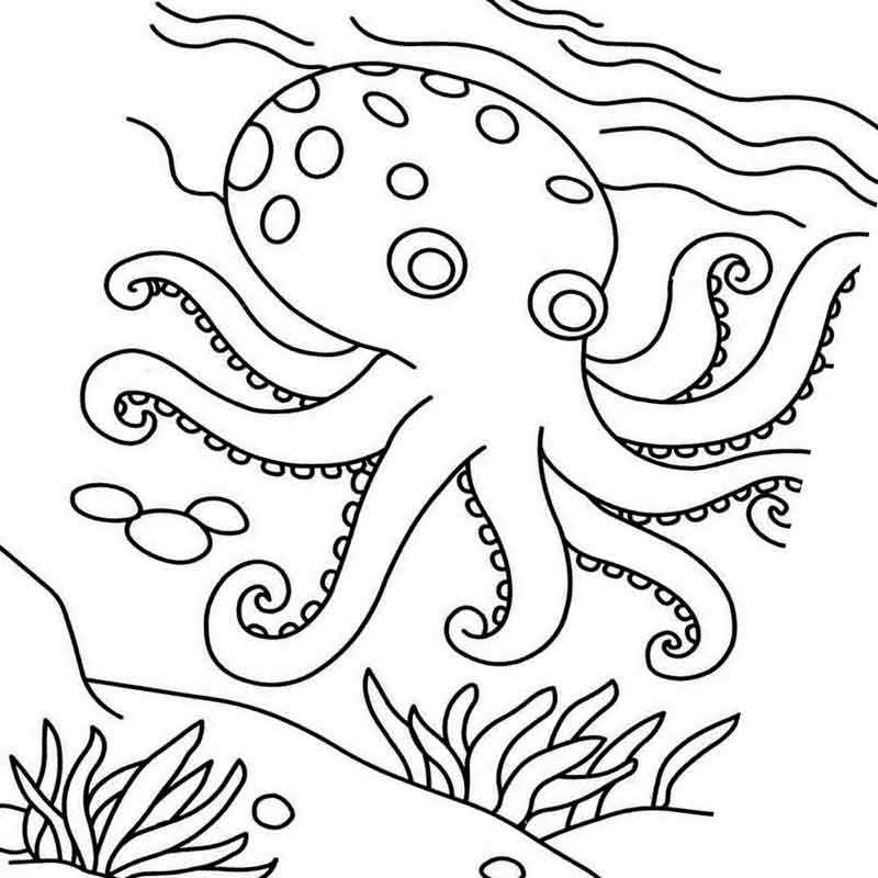 плавун осьминог