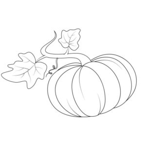плод и листья тыквы