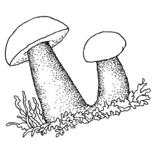 подосиновик гриб
