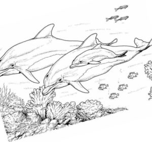 подводный мир семья дельфинов