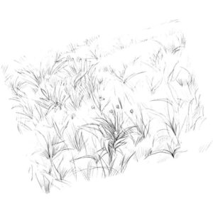 поле травы