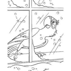 попугай смотрит в окно