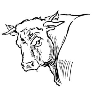 портрет быка