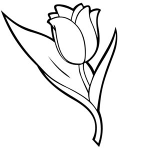 прекрасный крупный цветок тюльпан
