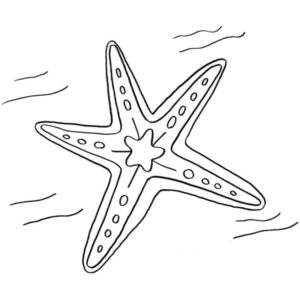 простая морская звезда