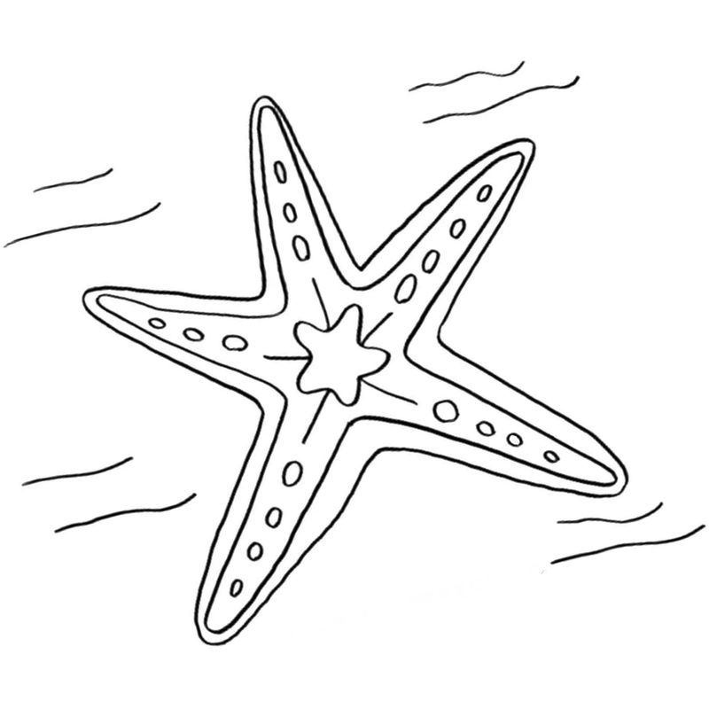 простая морская звезда