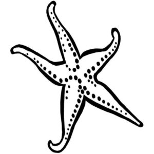 пятиконечная морская звезда